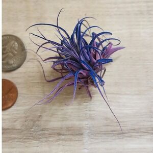 Purple Blue‎ Color Treated Dried Airplant Small Tillandsia Botanical Decor